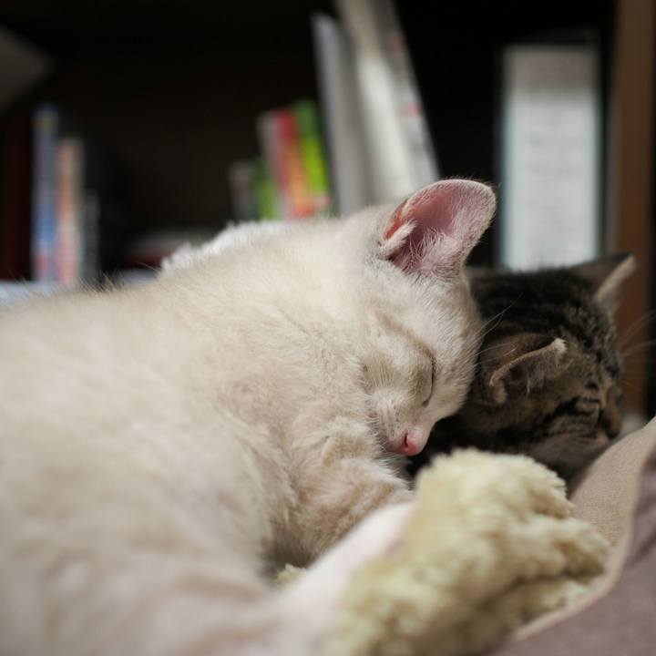 04e03978 a37d 4647 83a8 4ab62841437a