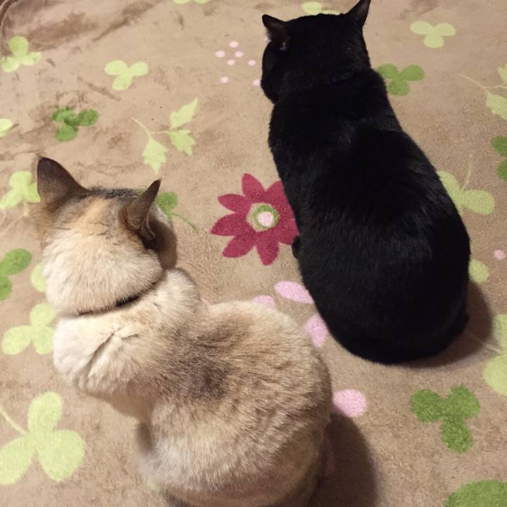 04f7a1d3 4f25 4a0a b230 aef5112d606f