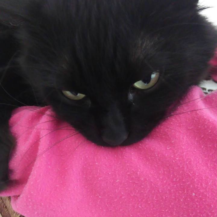 04fd11a7 8066 454f ac1a 0c29e694231c