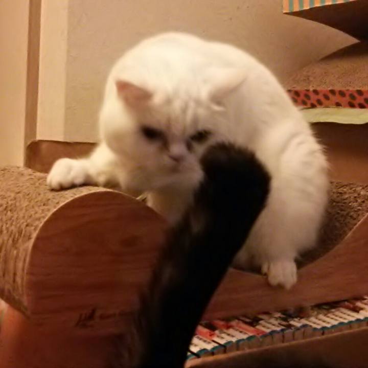 0514b531 a62a 4b53 a7fc 20c43821c9f0