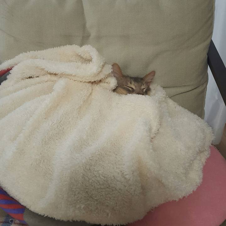 0531dd58 6abc 4846 b42d 26518248231b