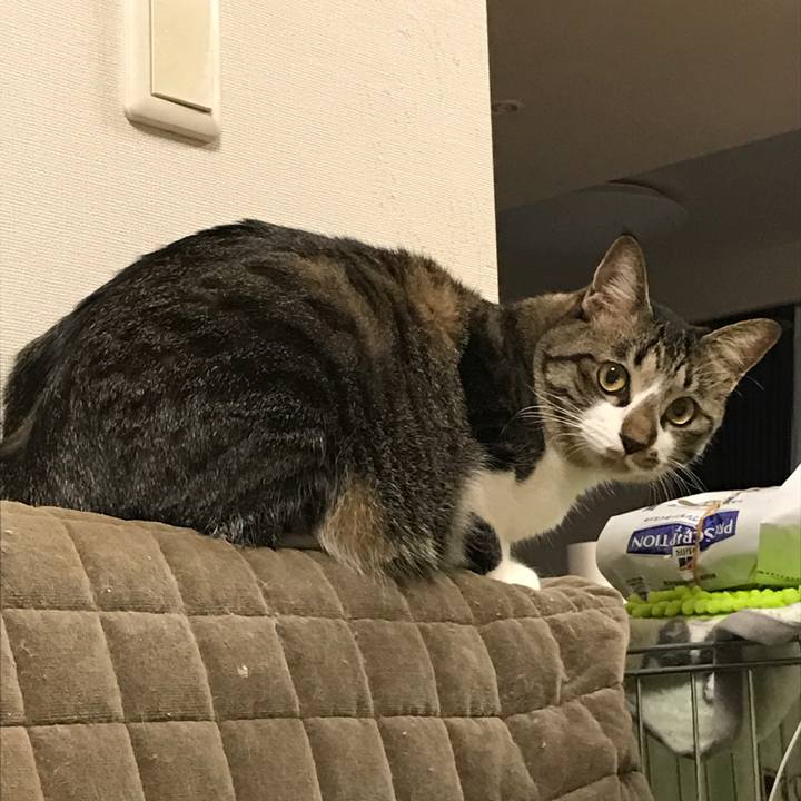 053c8685 55eb 4d0a 9a15 464c704c9954