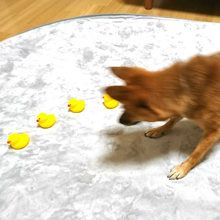 054aab8e ab3d 44c1 a8aa 0a4c6f1b83f1