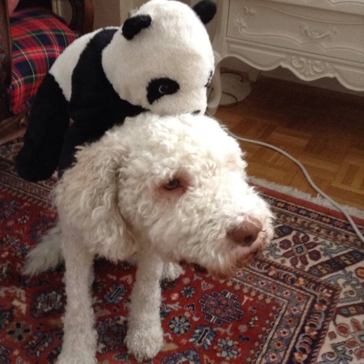 0552d286 253c 4ace bcba 13db27cf2ef2