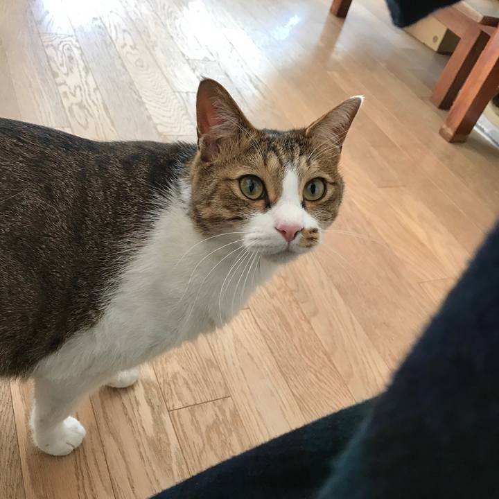 0572abdb 96e7 4e37 99f8 d089c0259d15