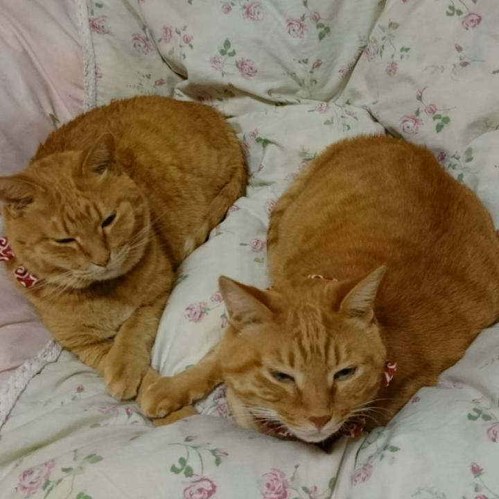 05733e88 a5c3 4938 a23f 3787781d4a4d