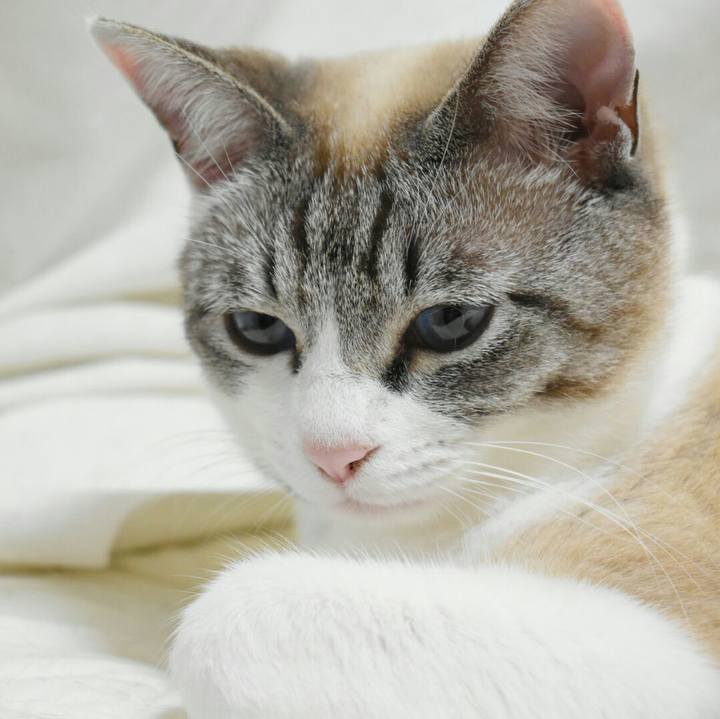 0580861d ec17 4ad2 bead 7e5053076327