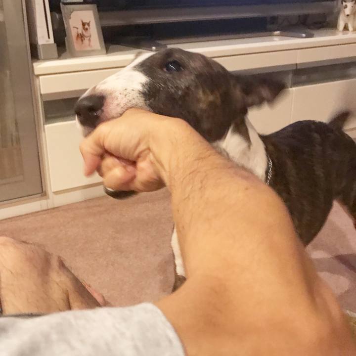 0590d78a 8de2 44e7 ac68 e94a783211ae