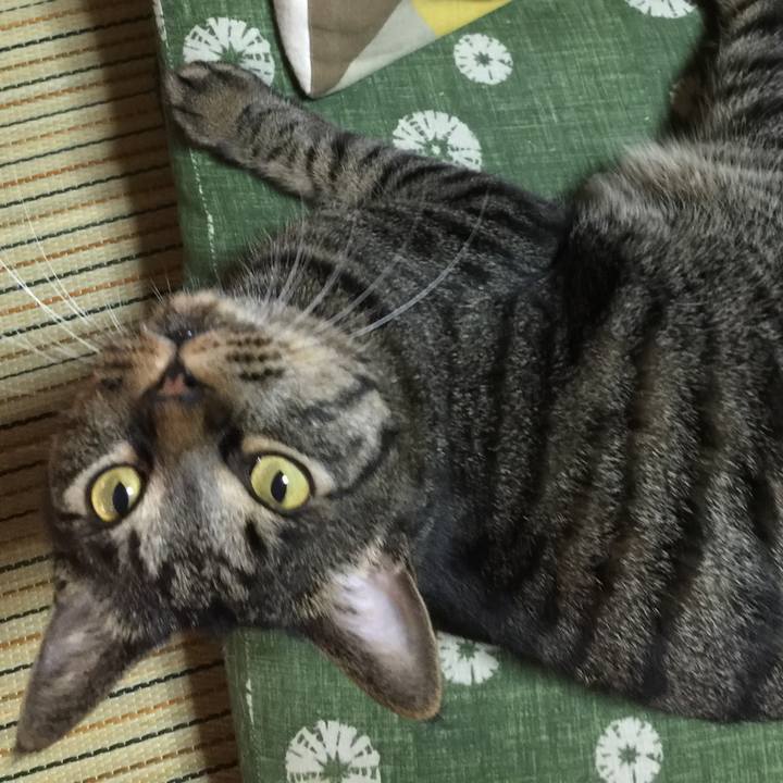 0590e80a 4165 4525 9931 8c53348e03fc