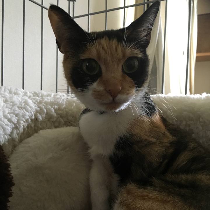 0594f7e8 0aed 479a bf68 a770d733e4de