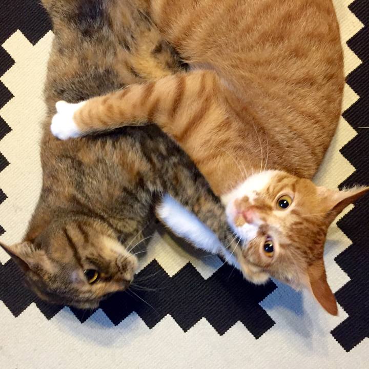 05a4b593 1e90 49de bdb4 f816604f7fc4