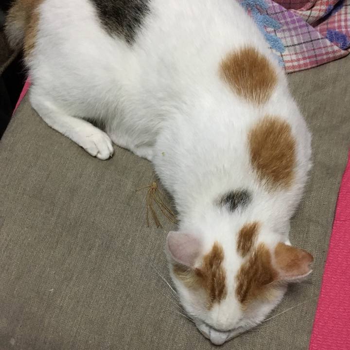 05a8c11d 901b 4bc4 bb78 f2bcba530c27