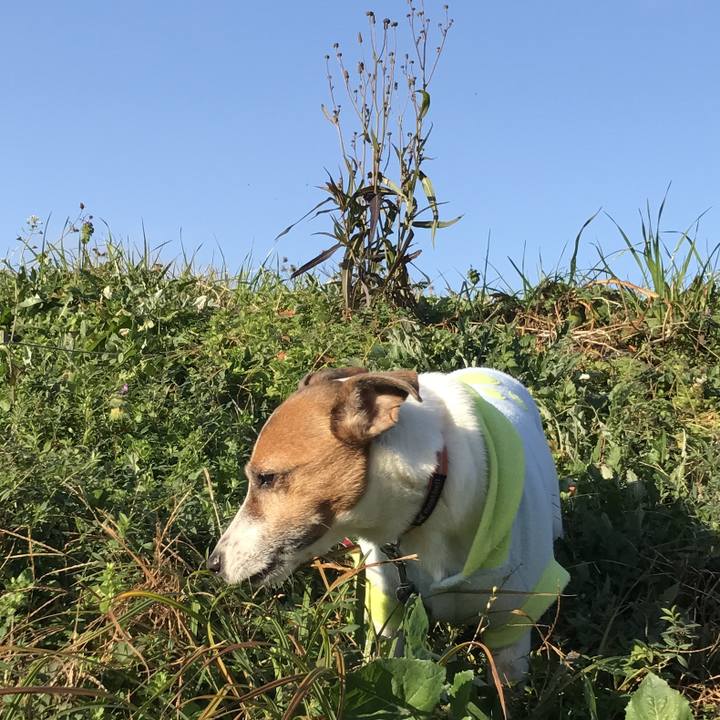 05a8dee4 a709 44f2 a452 de835a66748d