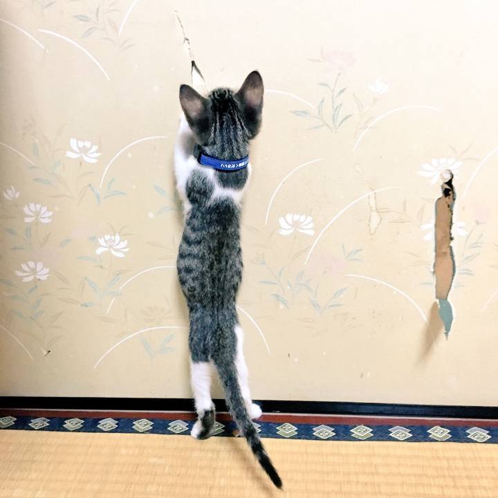 05bbcf18 f062 4700 adcc 930811cc64ff