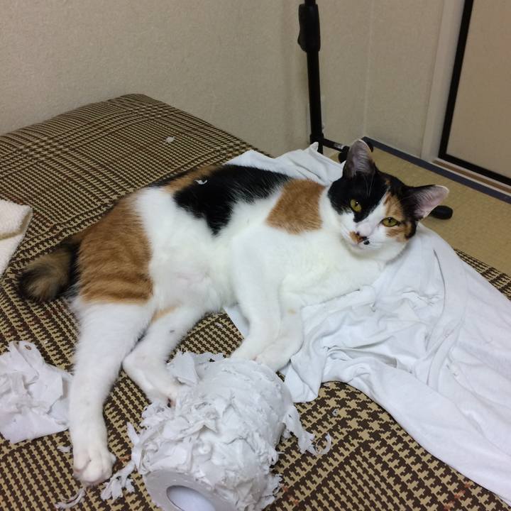 05bfcc6b 0990 44a6 a944 ad555f3b4163