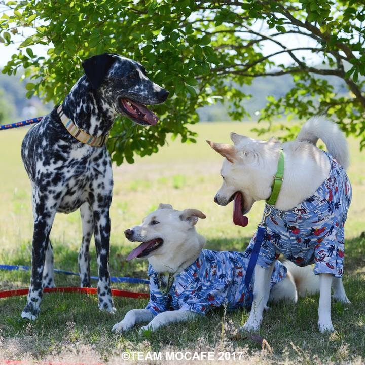 05d11c25 e7f4 471d afae 426ce155bd09