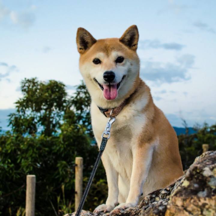 0605c5cf 959b 49ed 91b6 38b326196a30