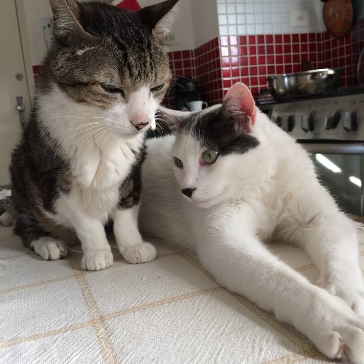 062768c4 1858 4e8a 814e 0f1e83cc50c5