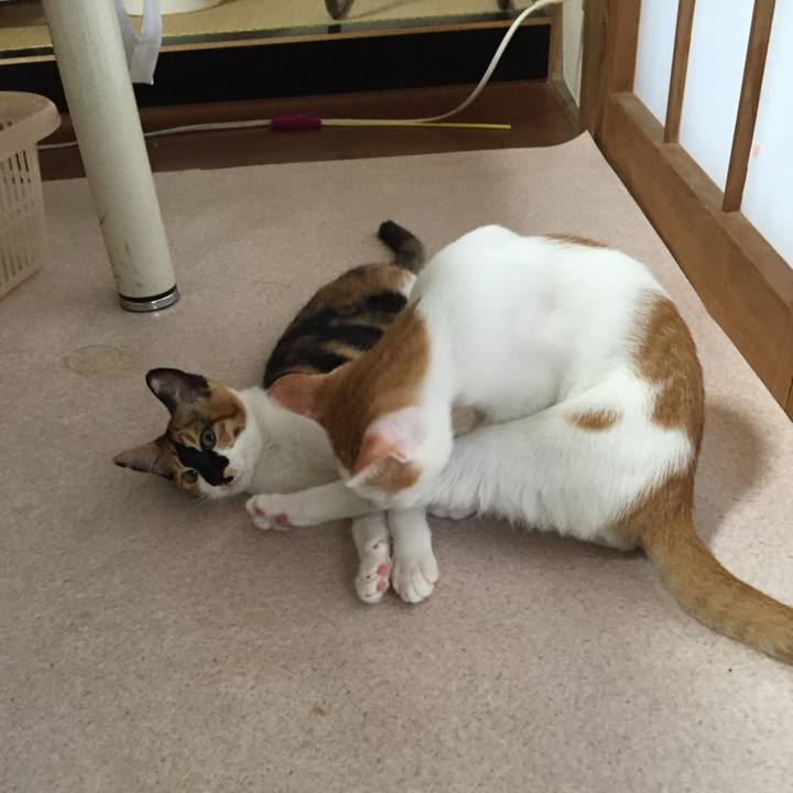 0629366c c1dc 4f19 a2ab d2e534e95e4e