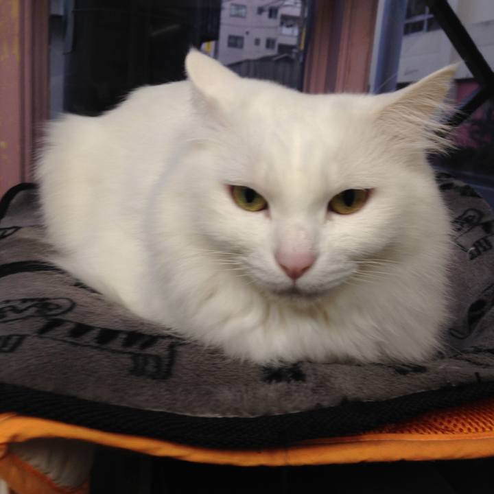 063ab8b4 0a3c 4e73 bcc0 d1f5586a1550