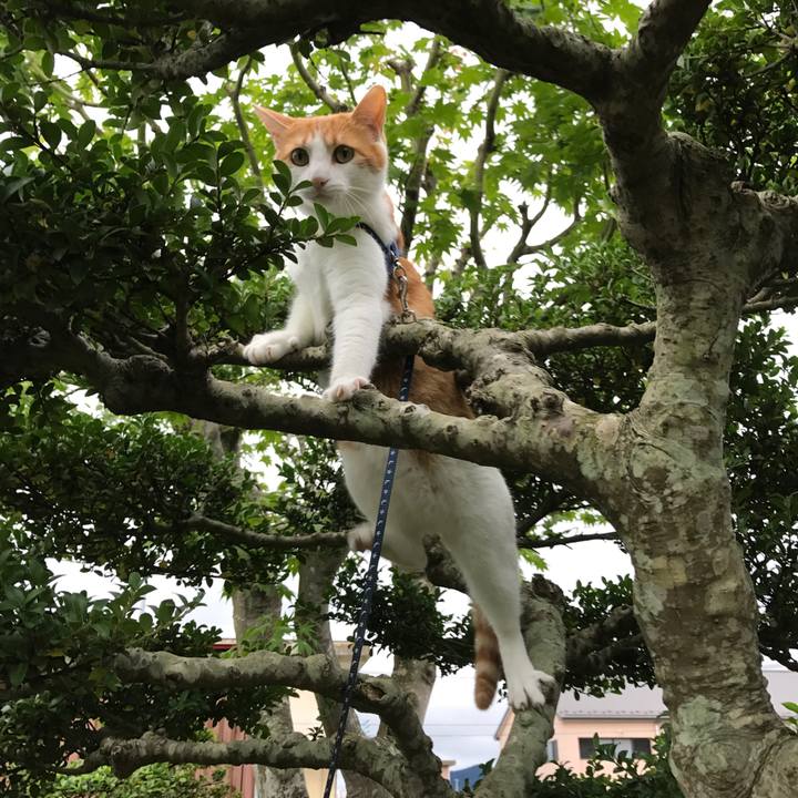 067493c6 397c 4c50 952f 576a455c53be