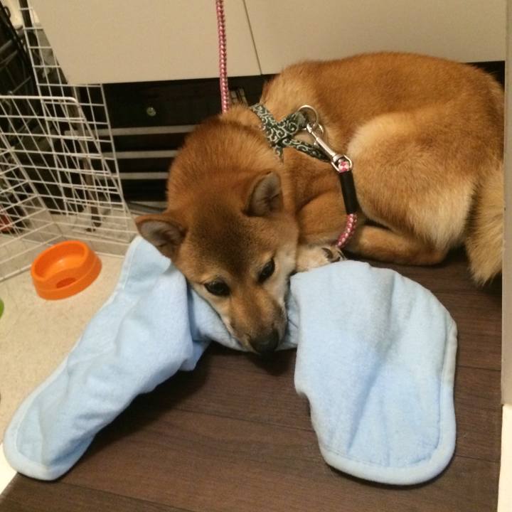 067d9515 3360 4161 ab16 02393845158f