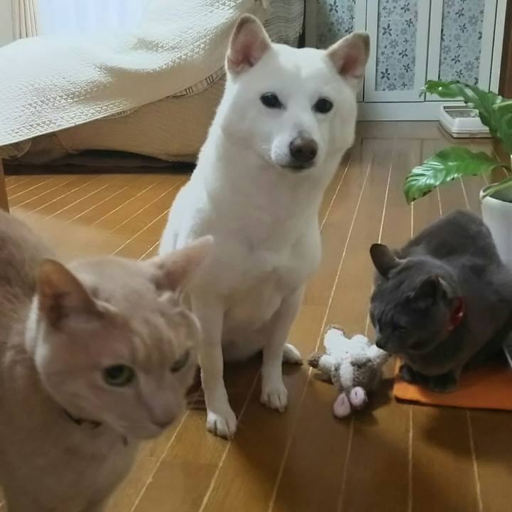 0683b0df 45f9 41d8 bebe a1ac04d2b552