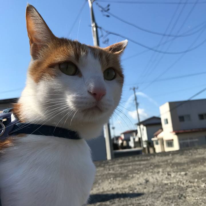 068cebd5 a902 4c2d 990d 0363e924e372