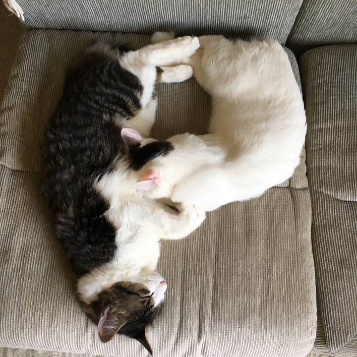 068f94c5 2101 4e00 92a1 dc9d3ac2da91