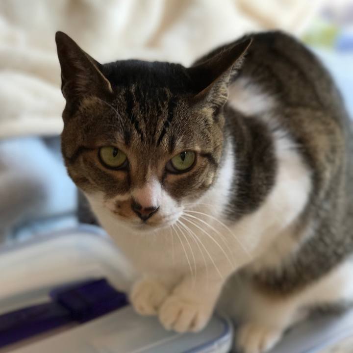 06a218f0 c74d 46f0 b512 3d0a473c58ef