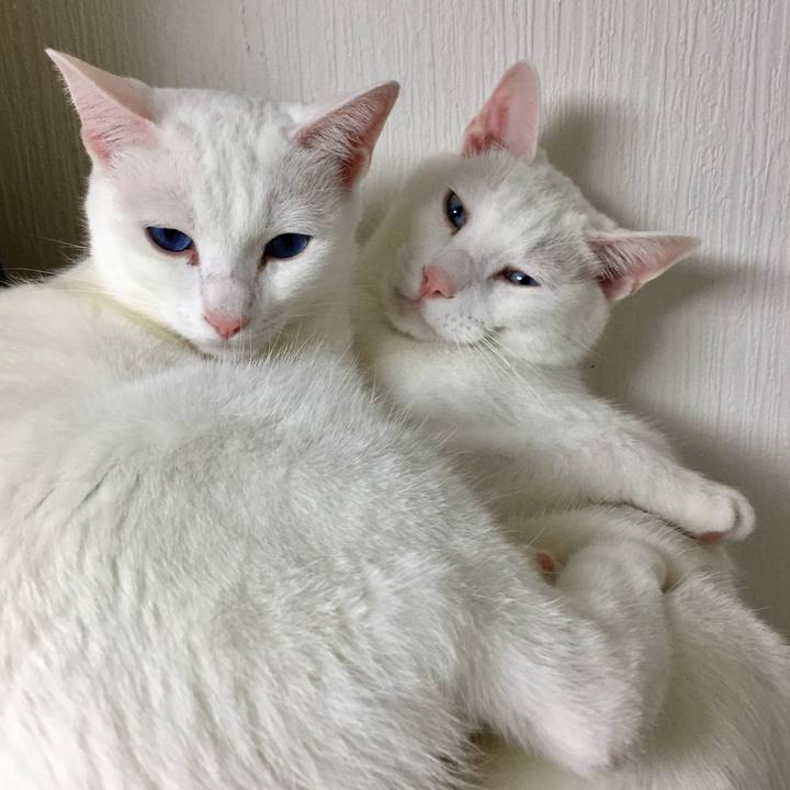 06ae14b1 153b 4e30 8608 3f3ef15f39b1