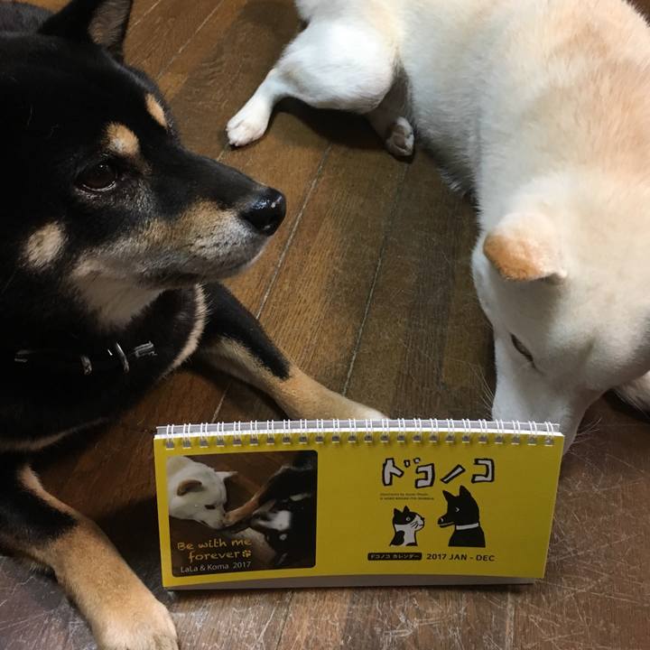 06bf7d51 ac6c 4a40 8474 0da5972ea758