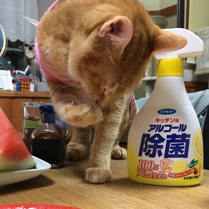 06ca6ccb 3462 46ba 826e 406122eee62f