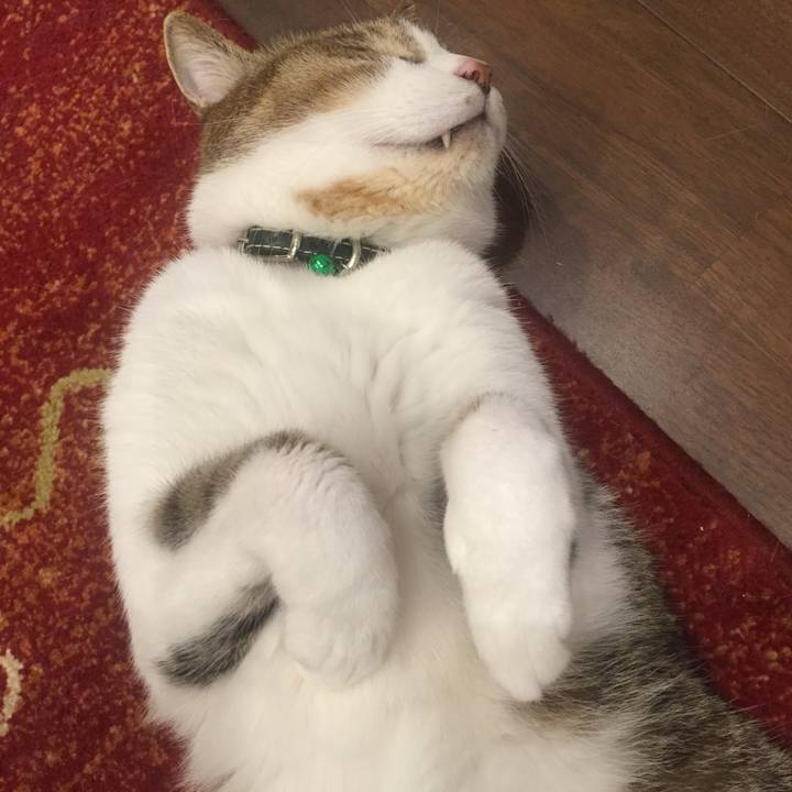 06d69c4b 063f 4910 99b2 da30d7705d8f