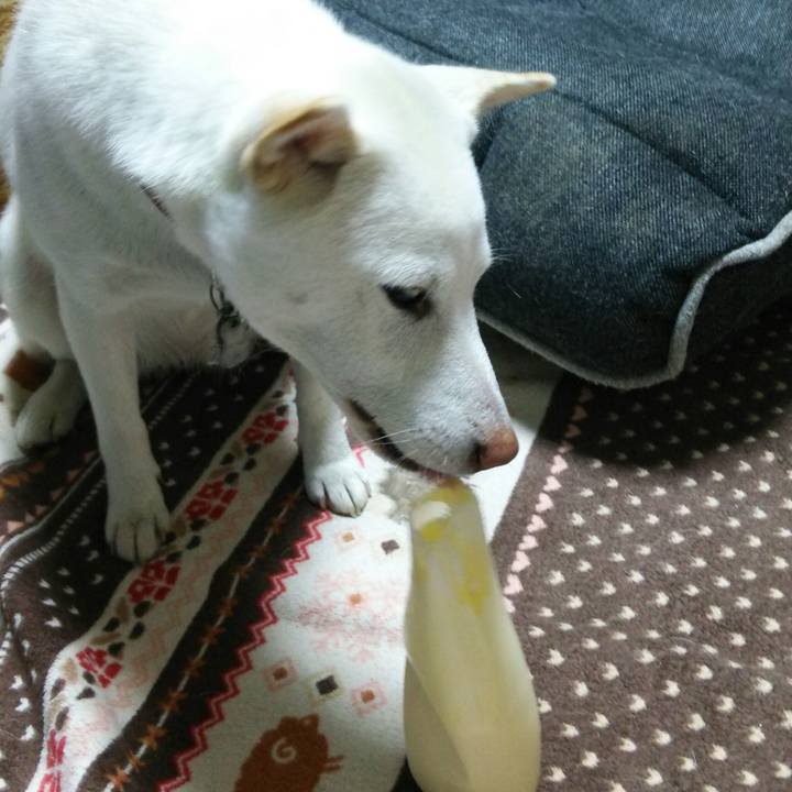 06e375ba bc63 4f26 bf6a 565c2695b399