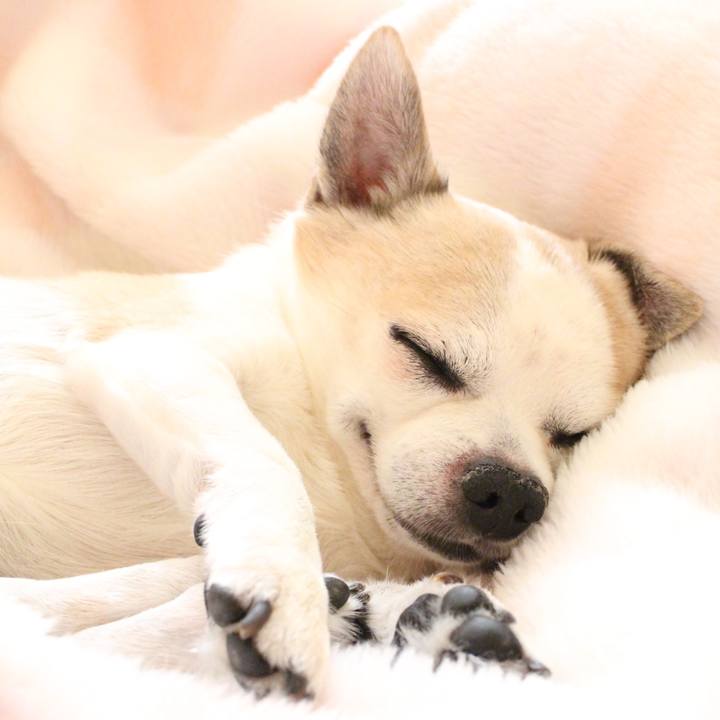 06e4d42f c1b0 4398 90a2 499c846ddc65