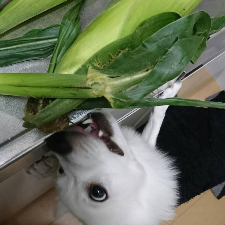 06e67ea0 0666 4d46 bddb 0a540c8b8782