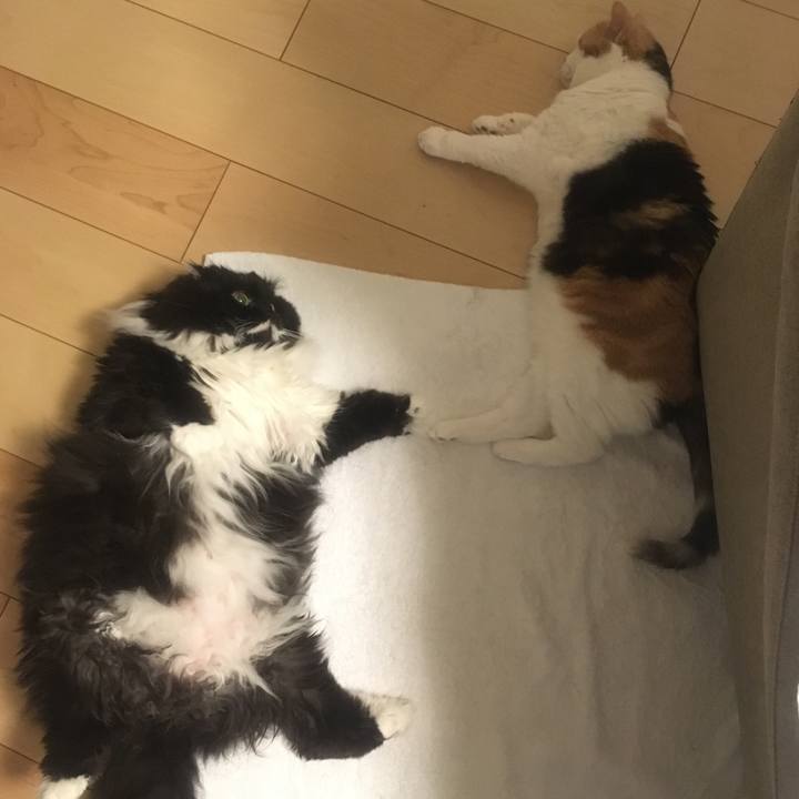 06f2454d c983 436c 9bee 12656297715c