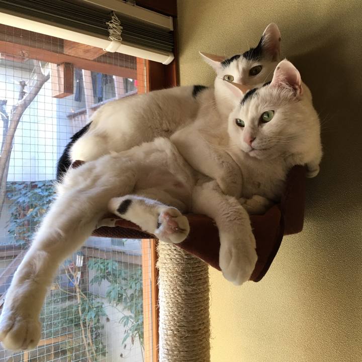 06f66c5a 7a67 4350 b14e 1fcf1db919ee