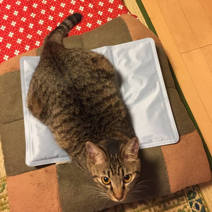 07002ad3 c534 40fd 8f09 3c7993e0d9b0