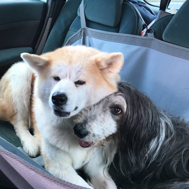 0723e258 b676 488e a40a f2d047d2c459