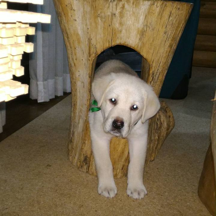 0732d0b5 7336 4686 8a81 9652801a93cf