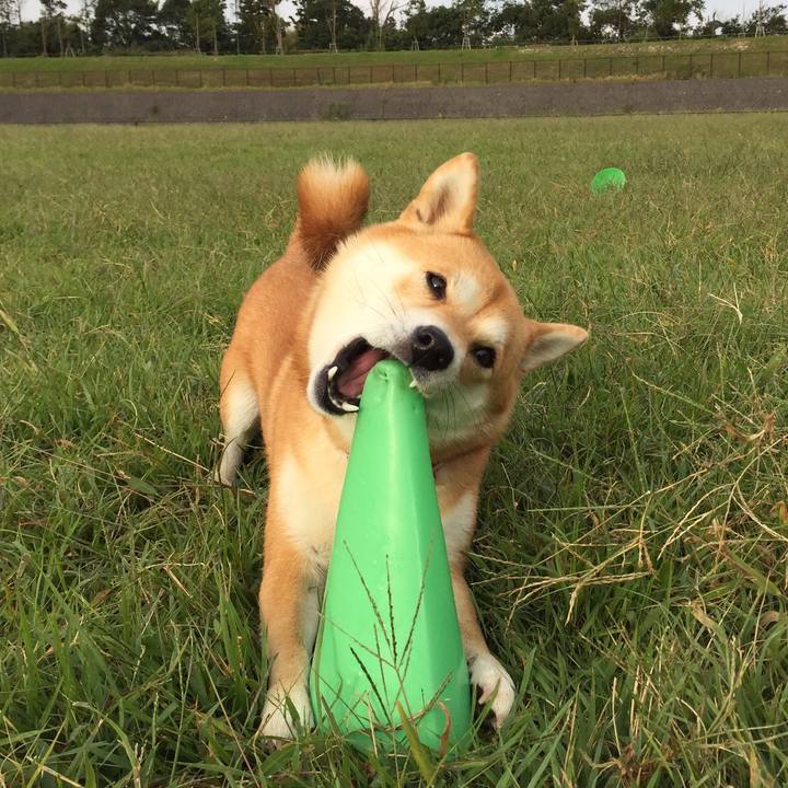 07369d2f 1134 4cf1 a16c f43b13d7f724