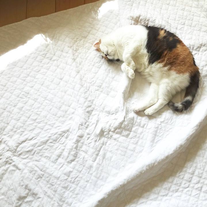 0743ccdb 1b4c 4fd2 baf0 b8cc3d2107a9