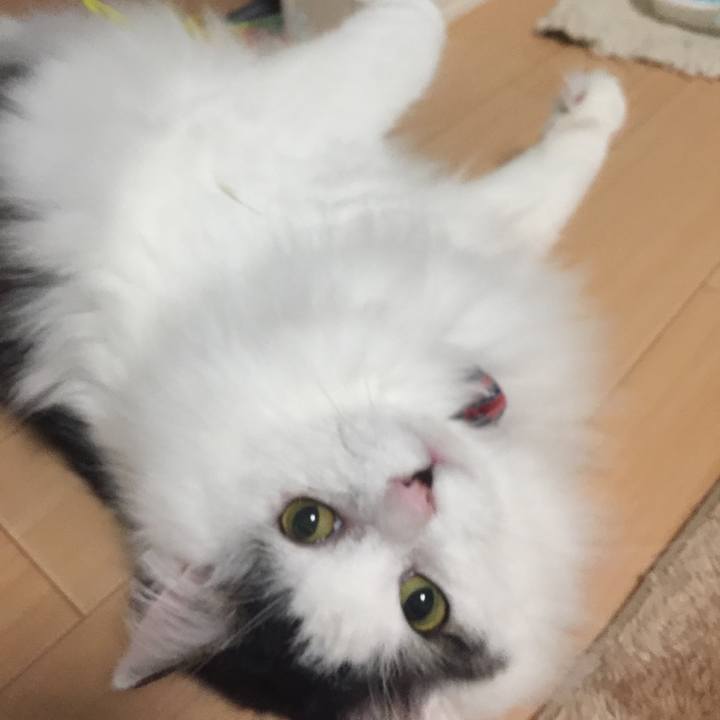 07457398 438a 4042 ad9e 34118fb8bf84