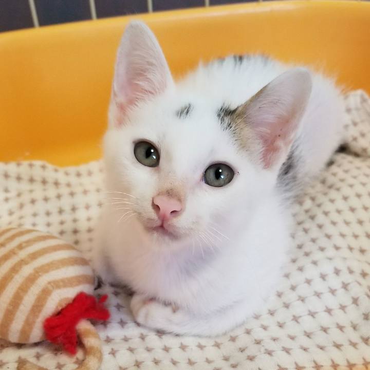 074bddae e278 41cf a43d fa1a63df7a0d