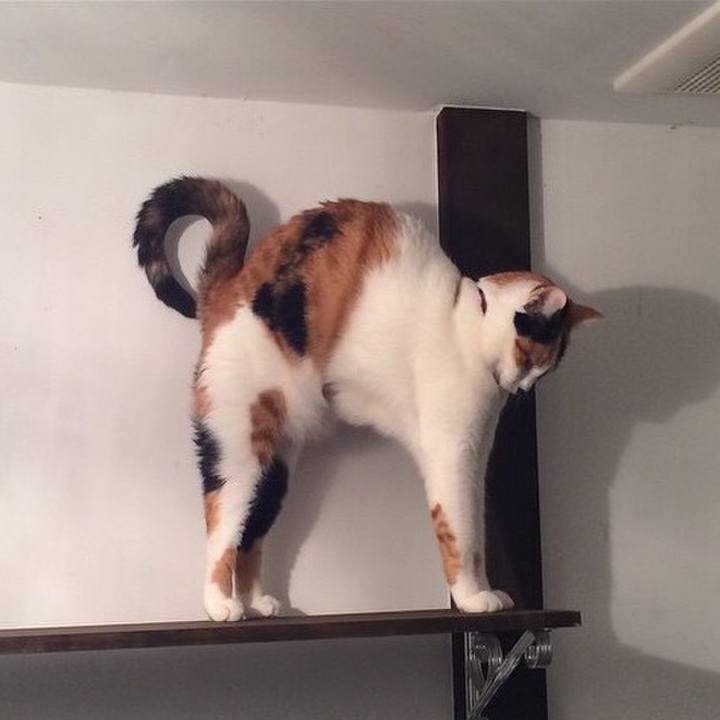 0752ff81 858a 4d2b bb5e a90262fb777b