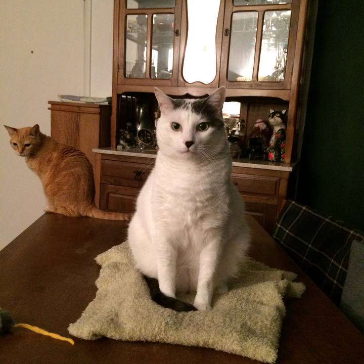 0770e8c3 537a 4156 b55d 631b75a39859