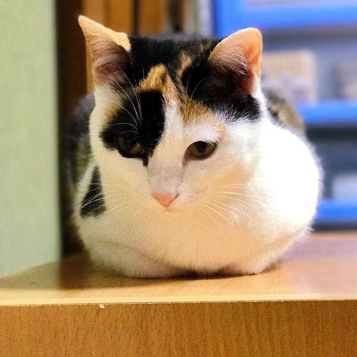 0773de3e 53cf 47e8 9f73 8727c13e3324