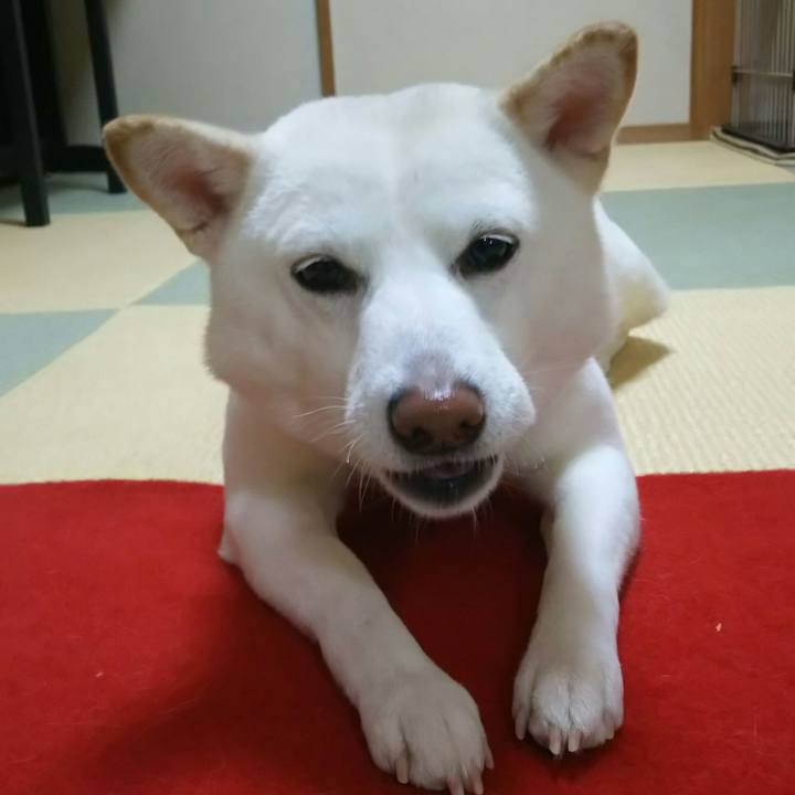 0774aebe a6b0 4afa 9602 cb3019c486c1